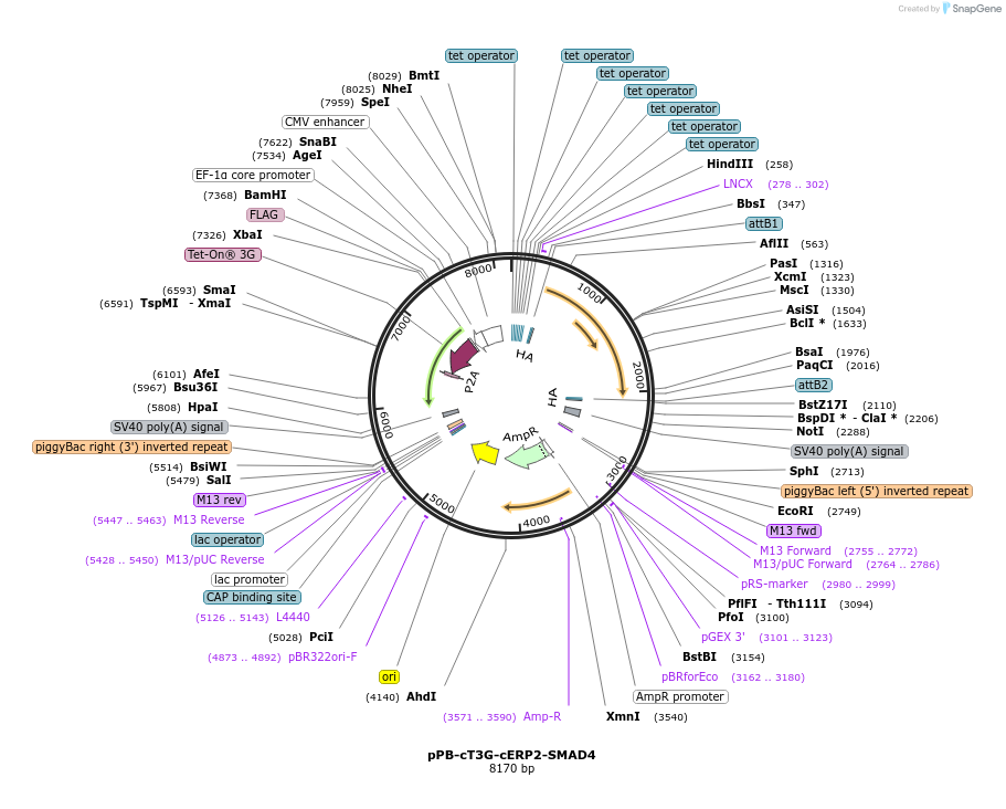 222573-plasmid-map-sequence-id-442473