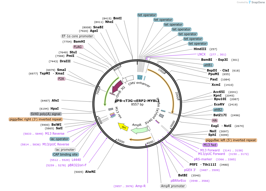 222547-plasmid-map-sequence-id-442474