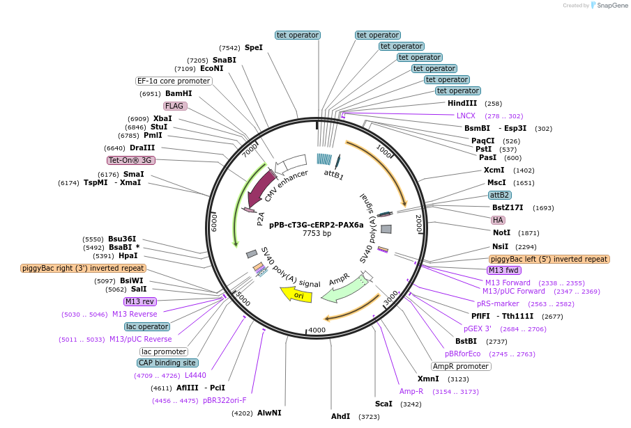 222576-plasmid-map-sequence-id-442479