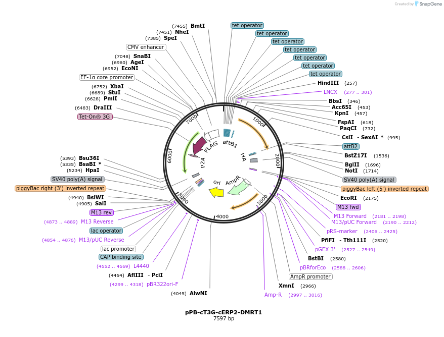 222571-plasmid-map-sequence-id-442480