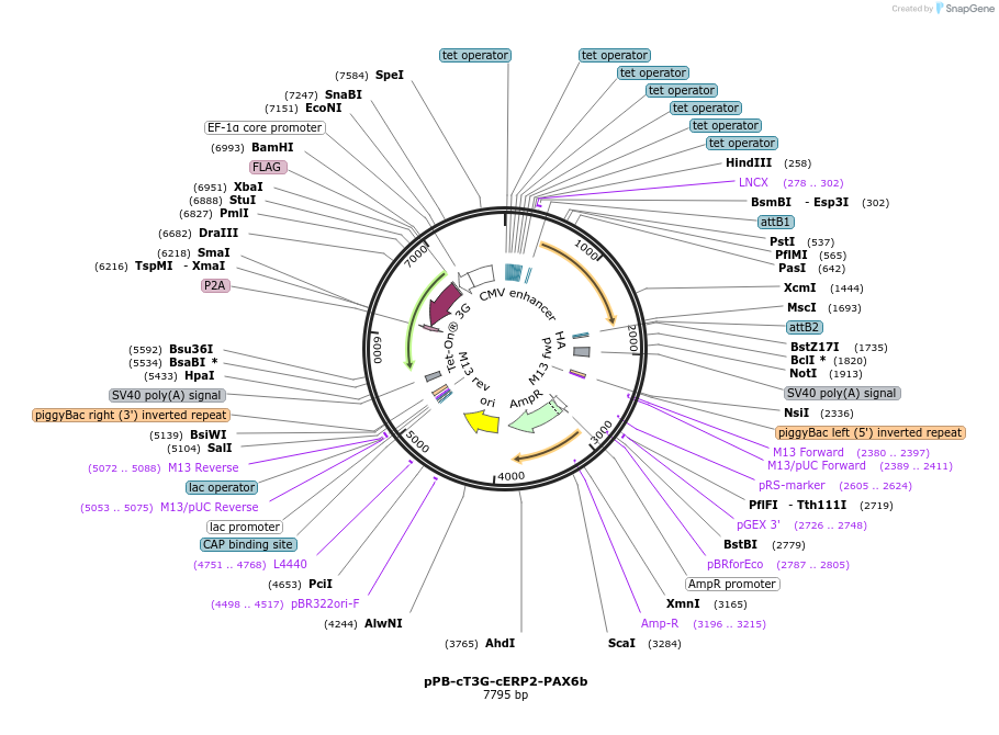 222577-plasmid-map-sequence-id-442481
