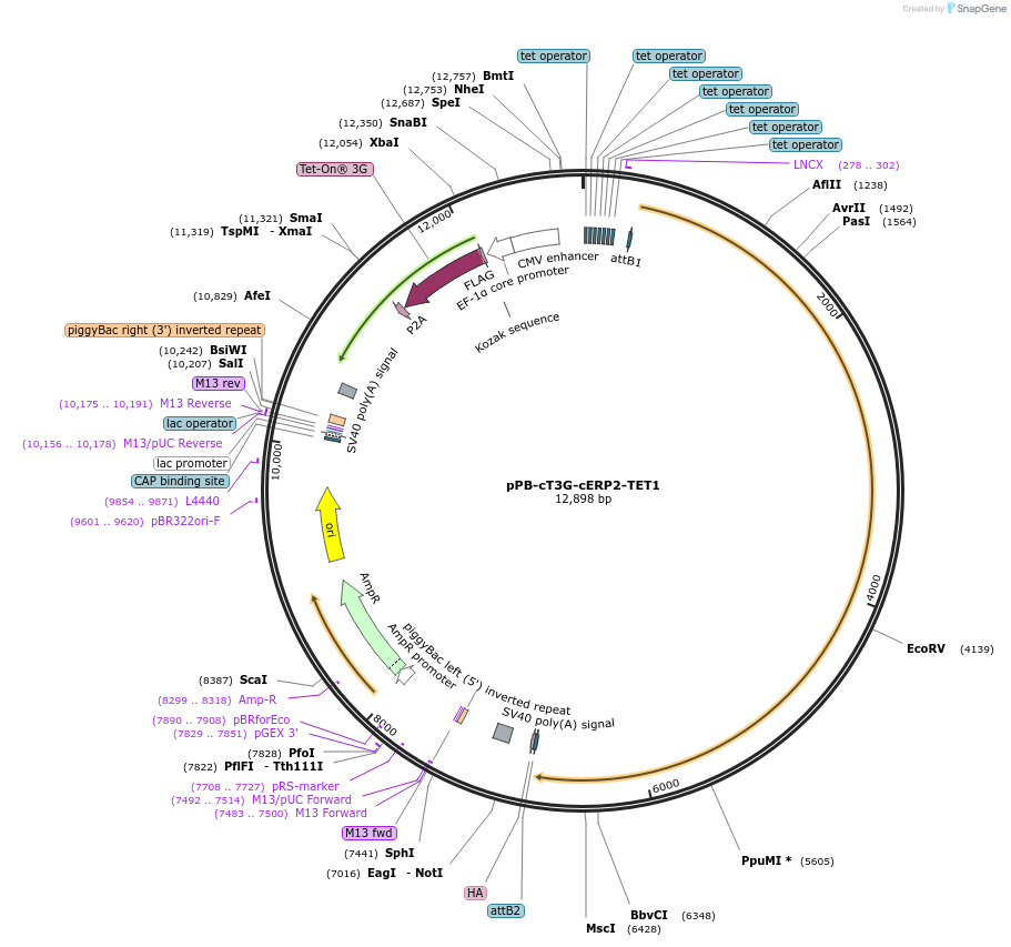 222572-plasmid-map-sequence-id-442482