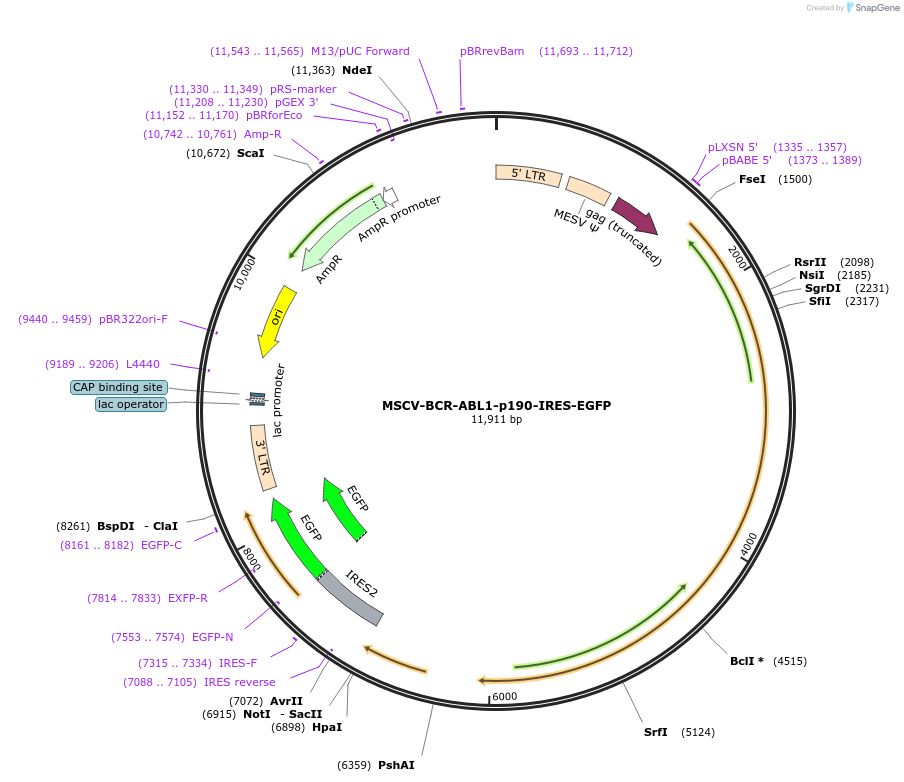 219964-plasmid-map-sequence-id-442484