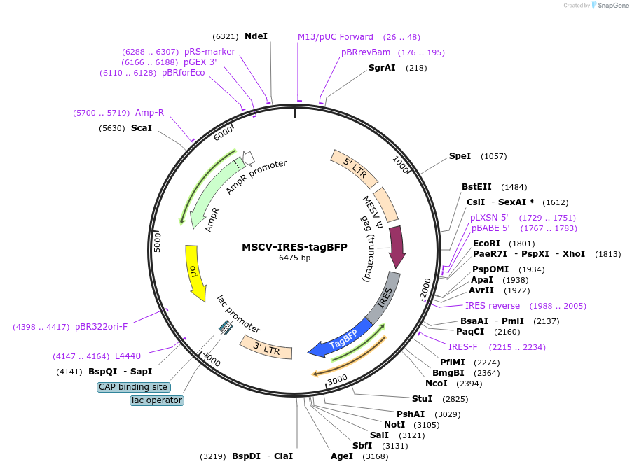 219965-plasmid-map-sequence-id-442485