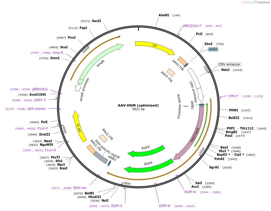 220988-plasmid-map-sequence-id-442508
