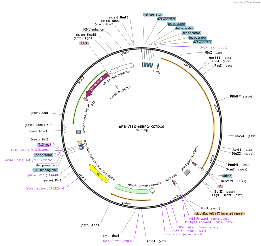 222529-plasmid-map-sequence-id-442522