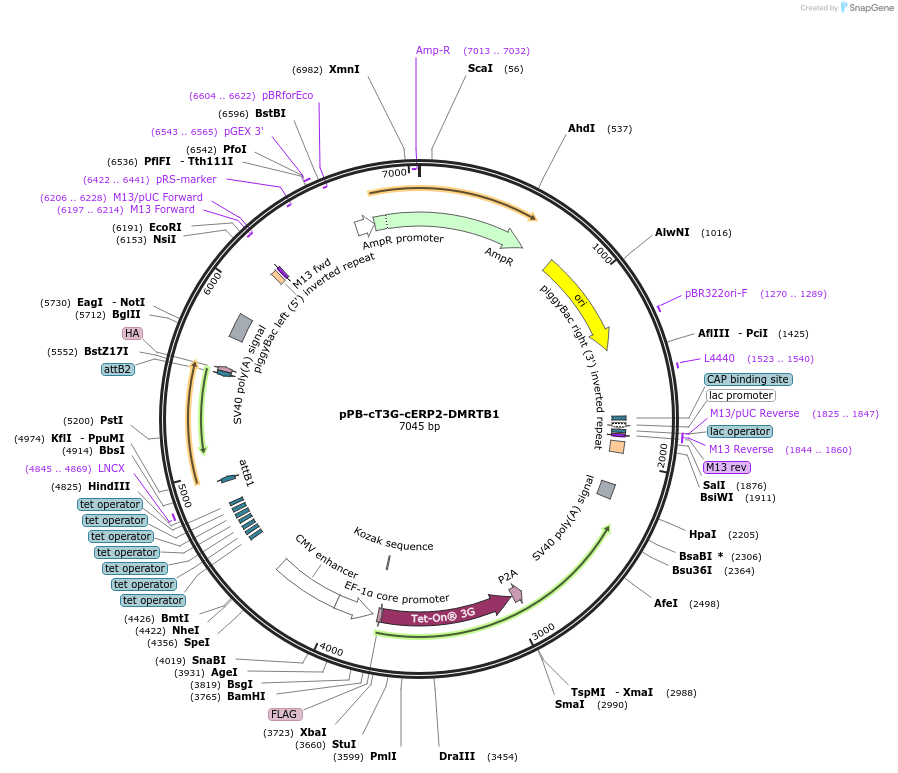 222531-plasmid-map-sequence-id-442524