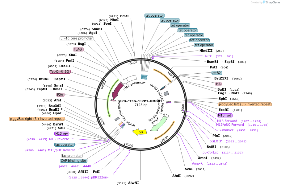 222534-plasmid-map-sequence-id-442525