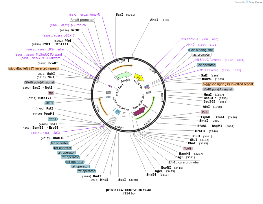 222536-plasmid-map-sequence-id-442527