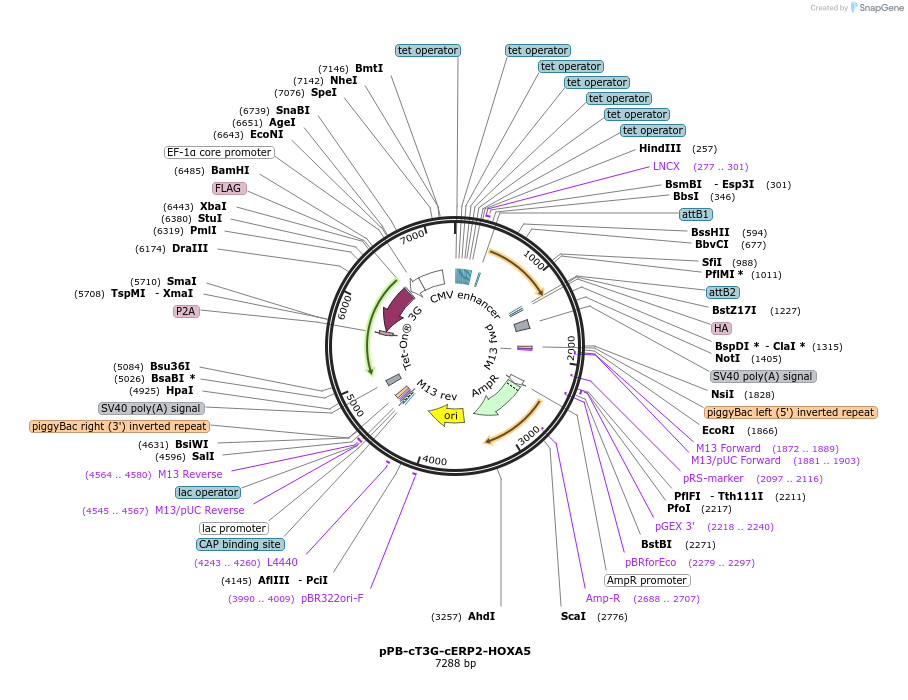 222538-plasmid-map-sequence-id-442528