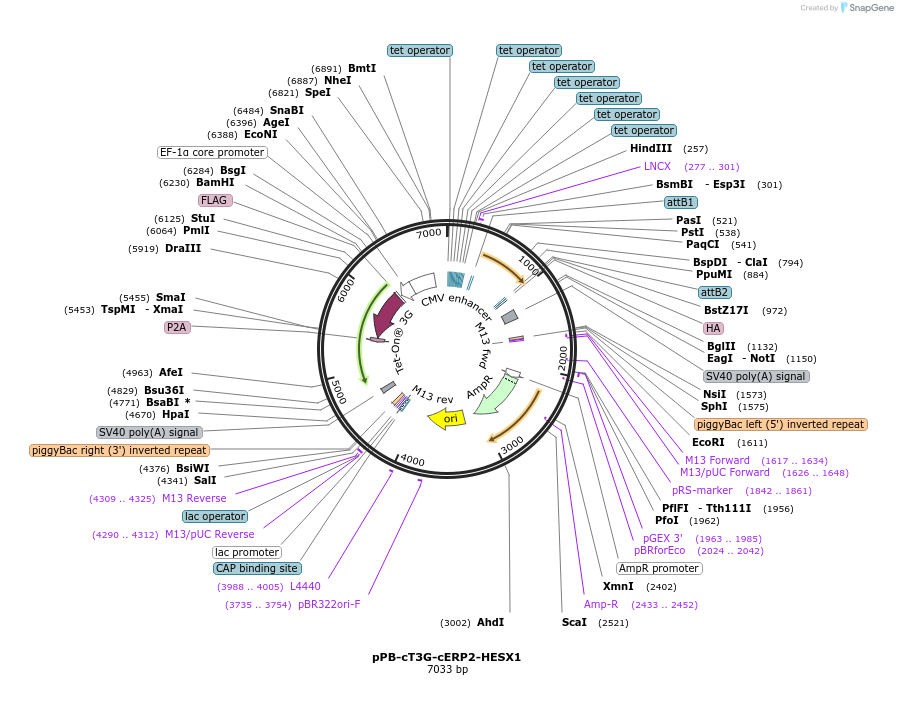 222535-plasmid-map-sequence-id-442529