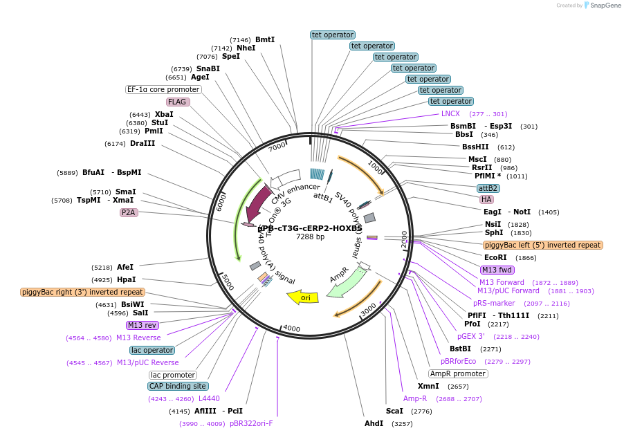 222537-plasmid-map-sequence-id-442532