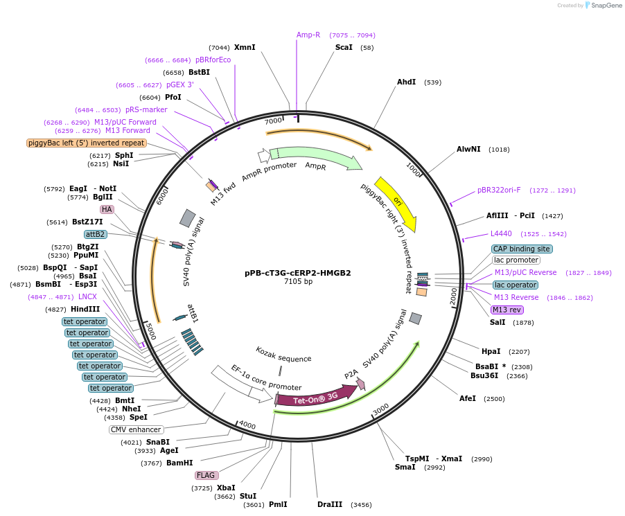 222532-plasmid-map-sequence-id-442533