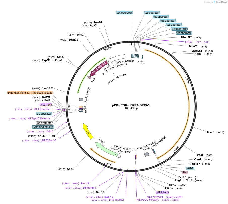 222530-plasmid-map-sequence-id-442545
