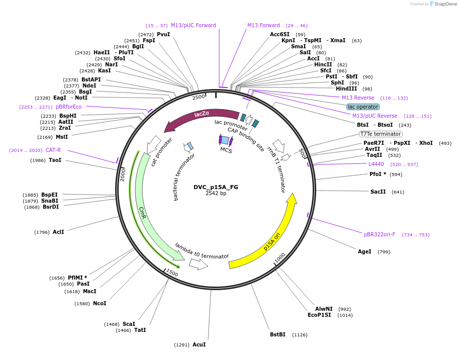 217590-plasmid-map-sequence-id-442567