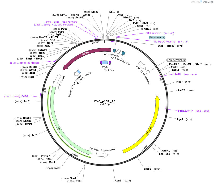 217588-plasmid-map-sequence-id-442568