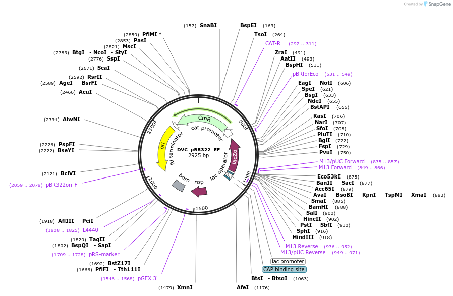 217599-plasmid-map-sequence-id-442572