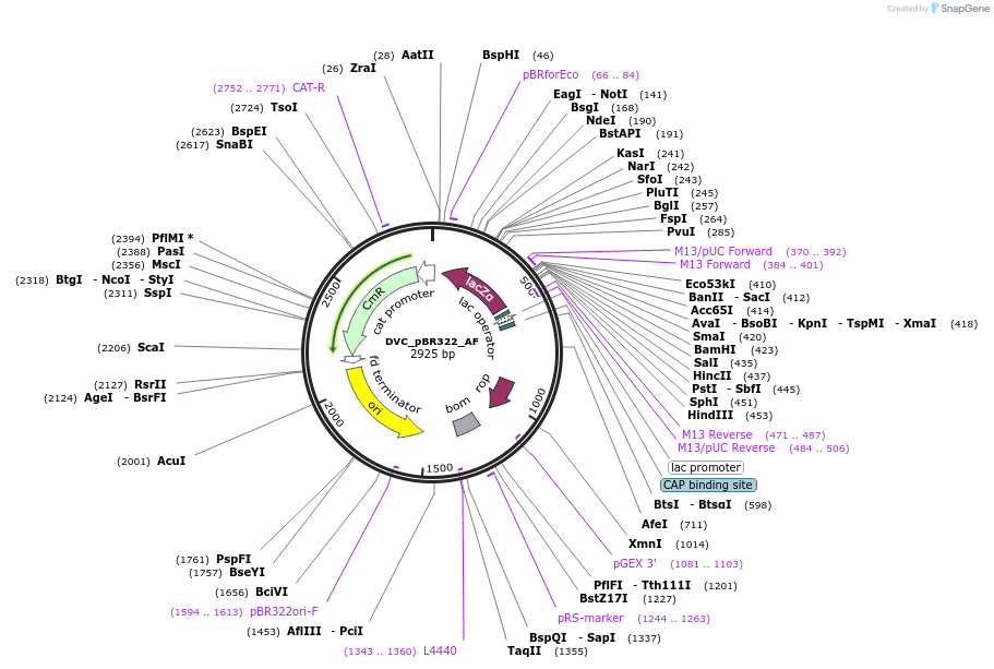 217598-plasmid-map-sequence-id-442573