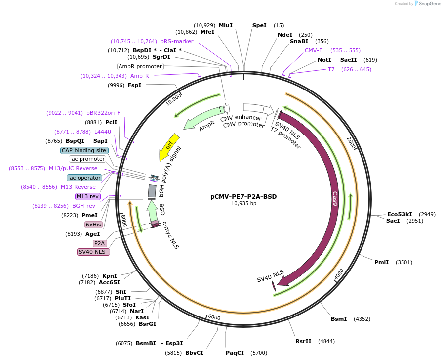 224122-plasmid-map-sequence-id-442586