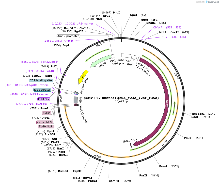 224123-plasmid-map-sequence-id-442589
