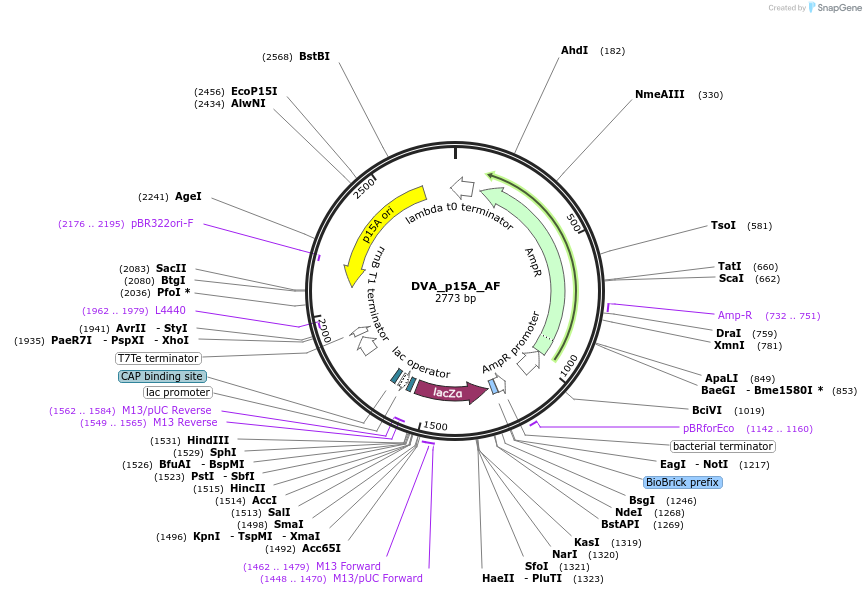 217604-plasmid-map-sequence-id-442590
