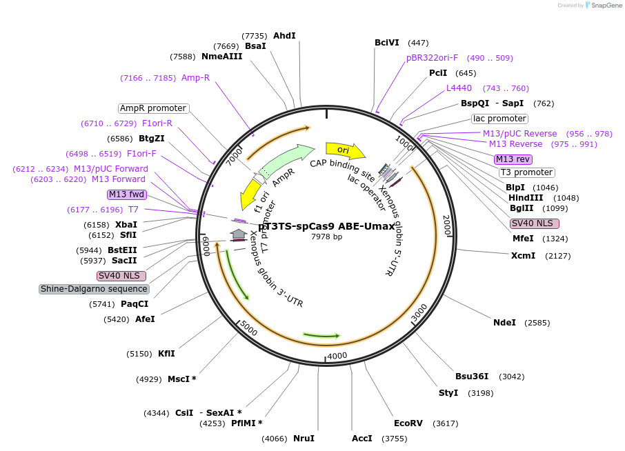 222138-plasmid-map-sequence-id-442604