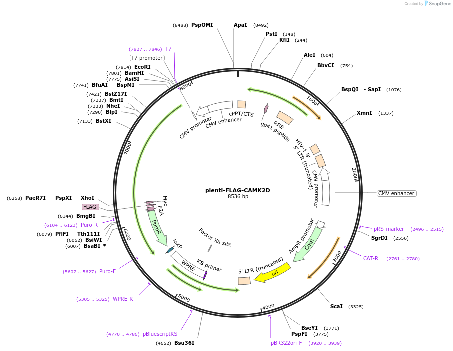 221699-plasmid-map-sequence-id-442608