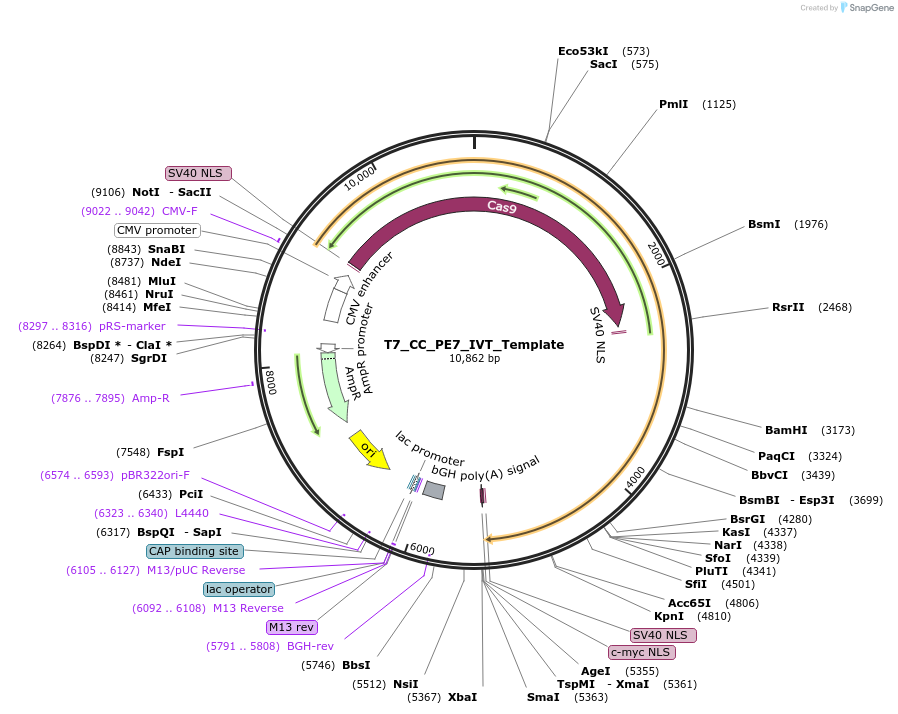 223022-plasmid-map-sequence-id-442614