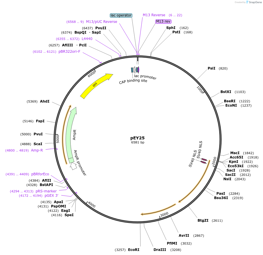223441-plasmid-map-sequence-id-442616