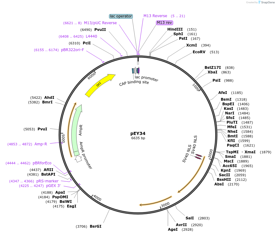 223442-plasmid-map-sequence-id-442618