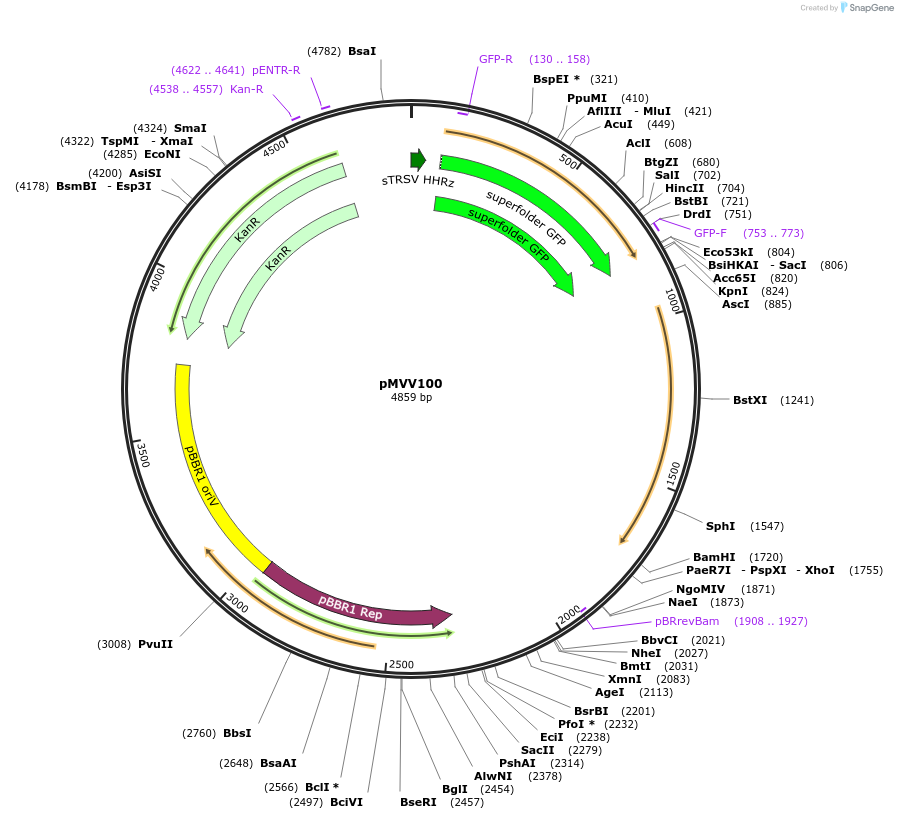 215306-plasmid-map-sequence-id-442628