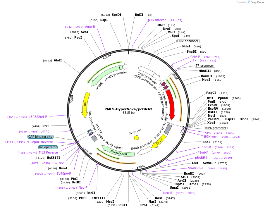 221457-plasmid-map-sequence-id-442630