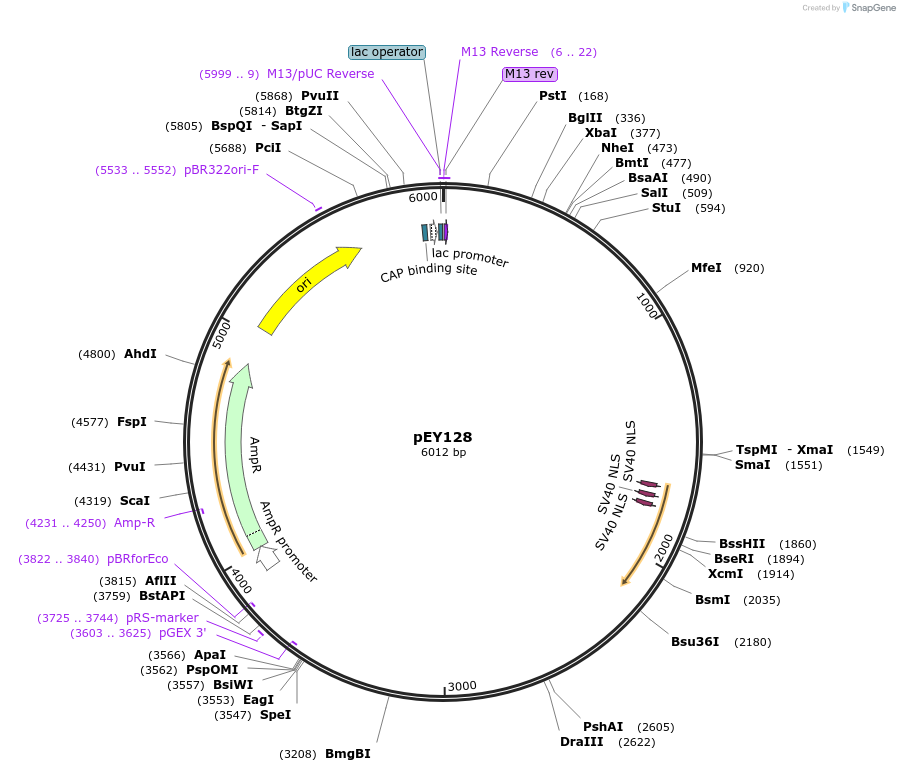 223475-plasmid-map-sequence-id-442640