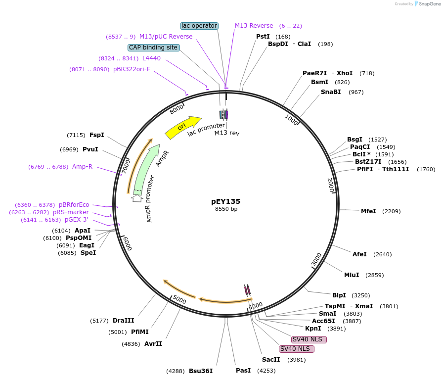 223482-plasmid-map-sequence-id-442642