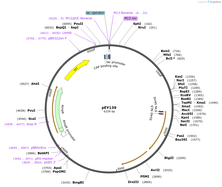 223486-plasmid-map-sequence-id-442643
