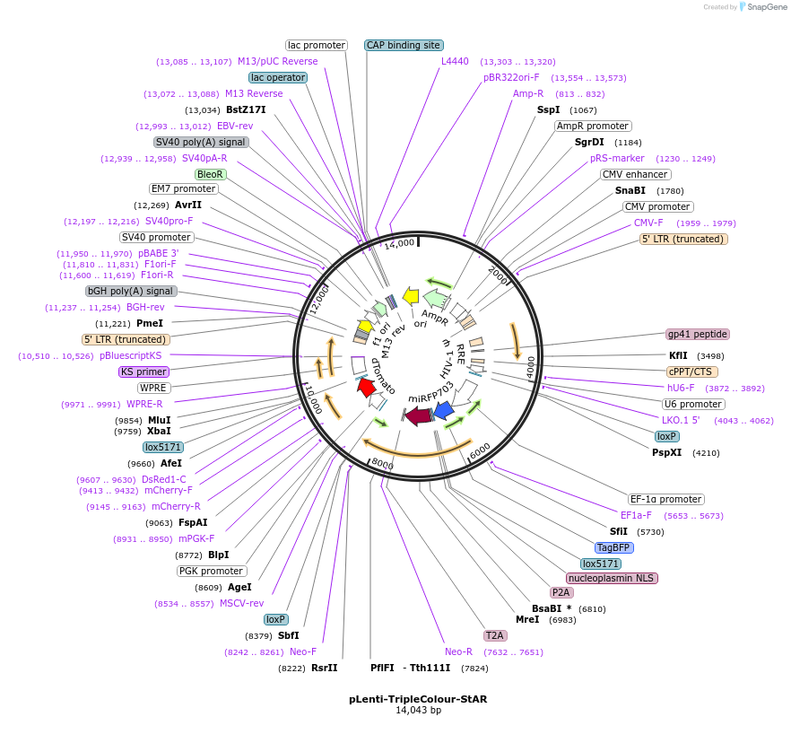 222695-plasmid-map-sequence-id-442644