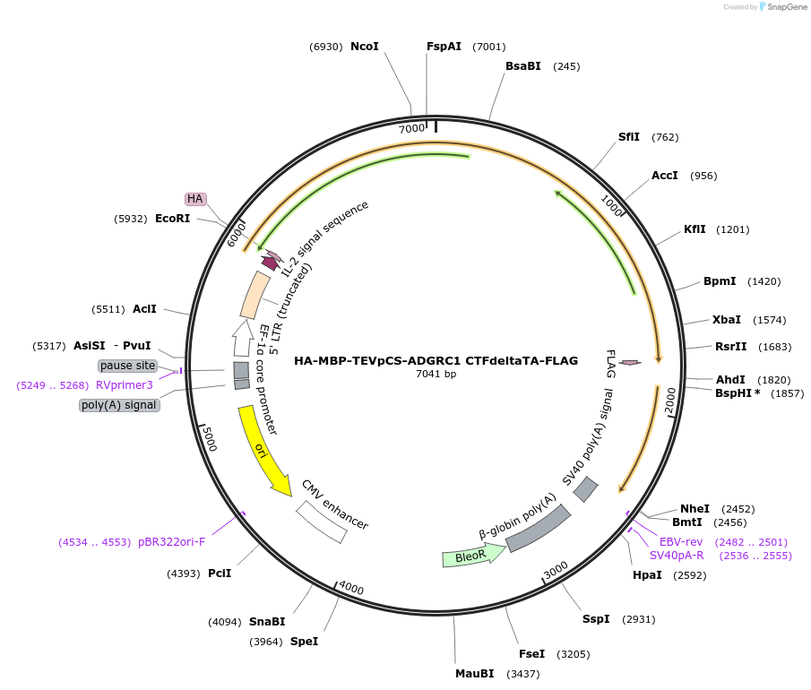 217717-plasmid-map-sequence-id-442649