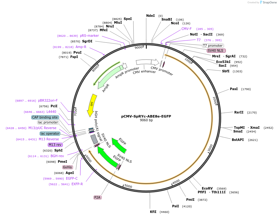 208340-plasmid-map-sequence-id-442656