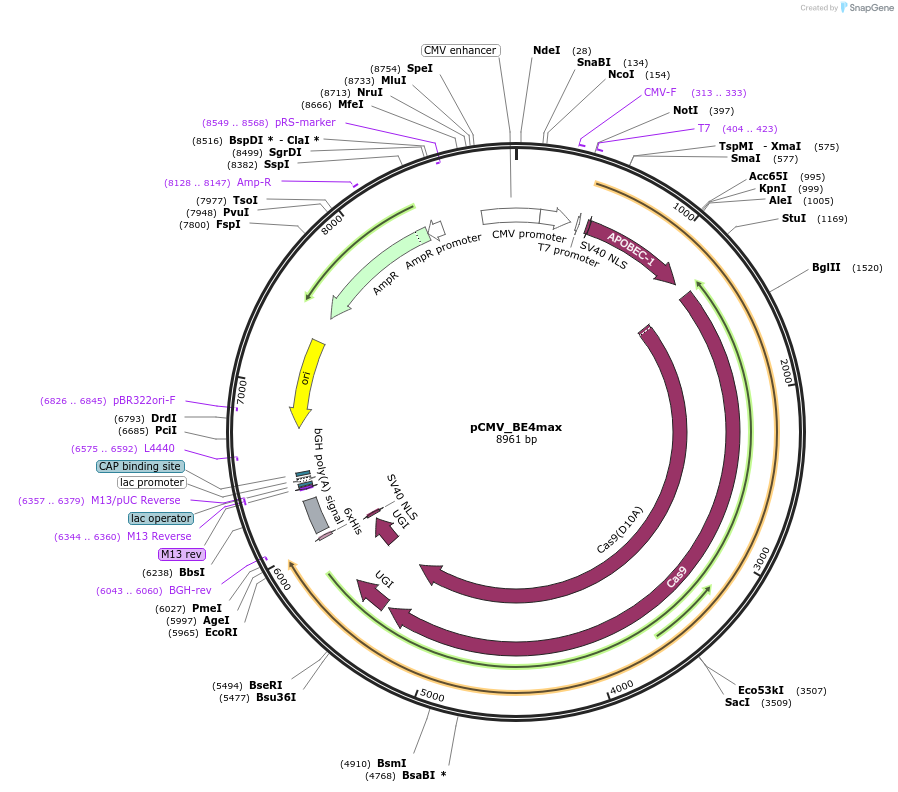 112093-plasmid-map-sequence-id-442712
