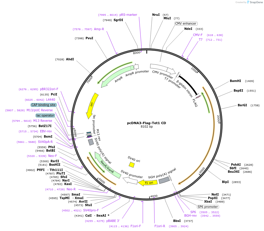 70129-plasmid-map-sequence-id-442713