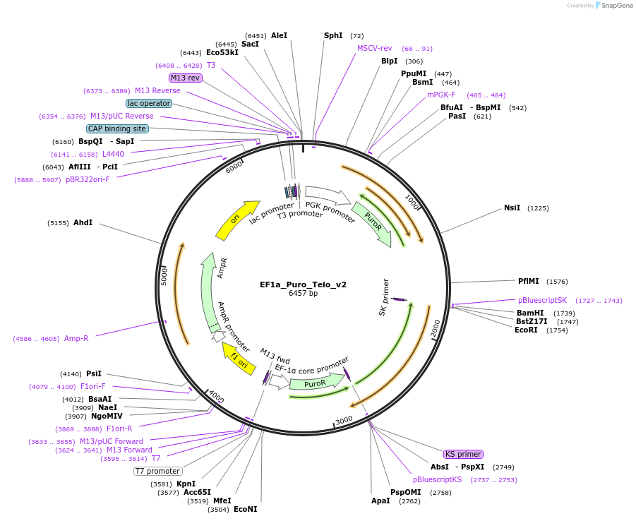 195139-plasmid-map-sequence-id-442720