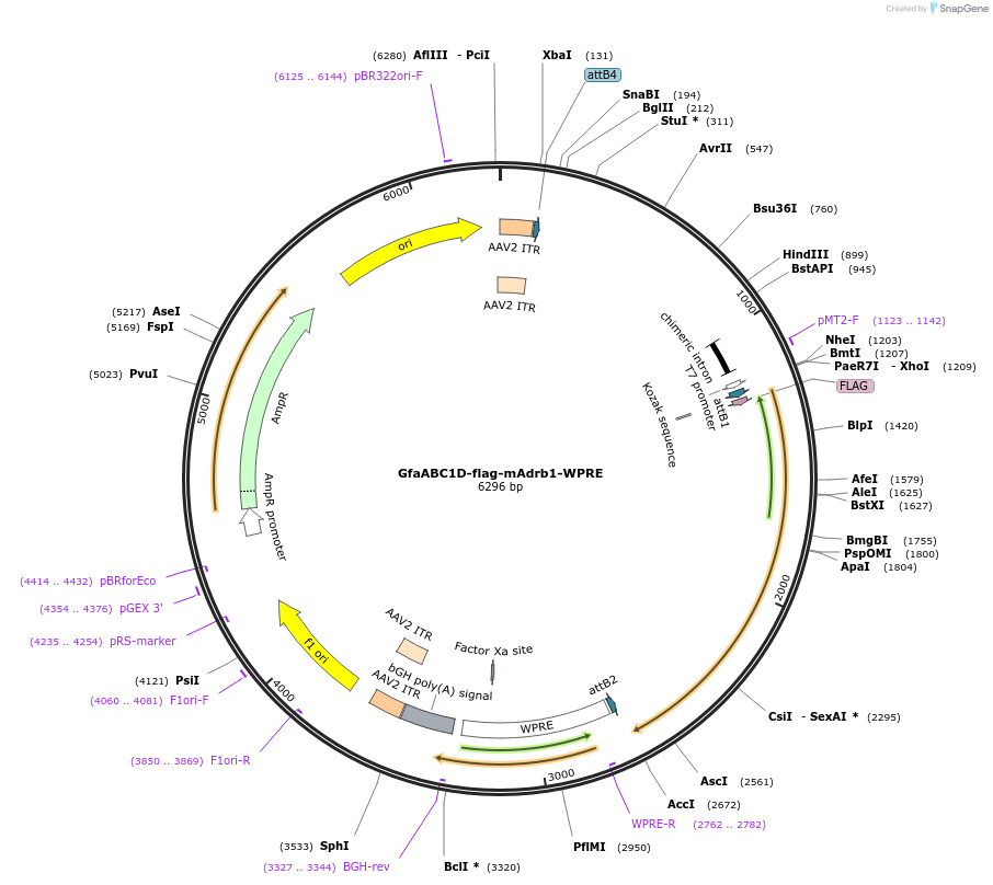 223671-plasmid-map-sequence-id-442752