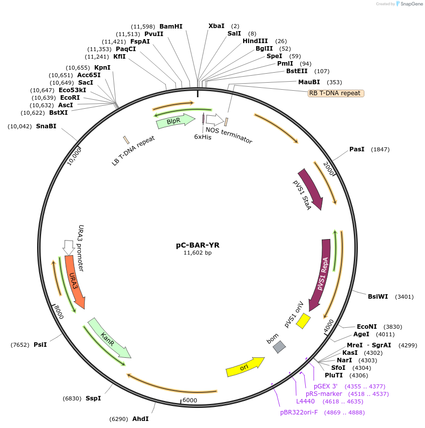 61766-plasmid-map-sequence-id-442755