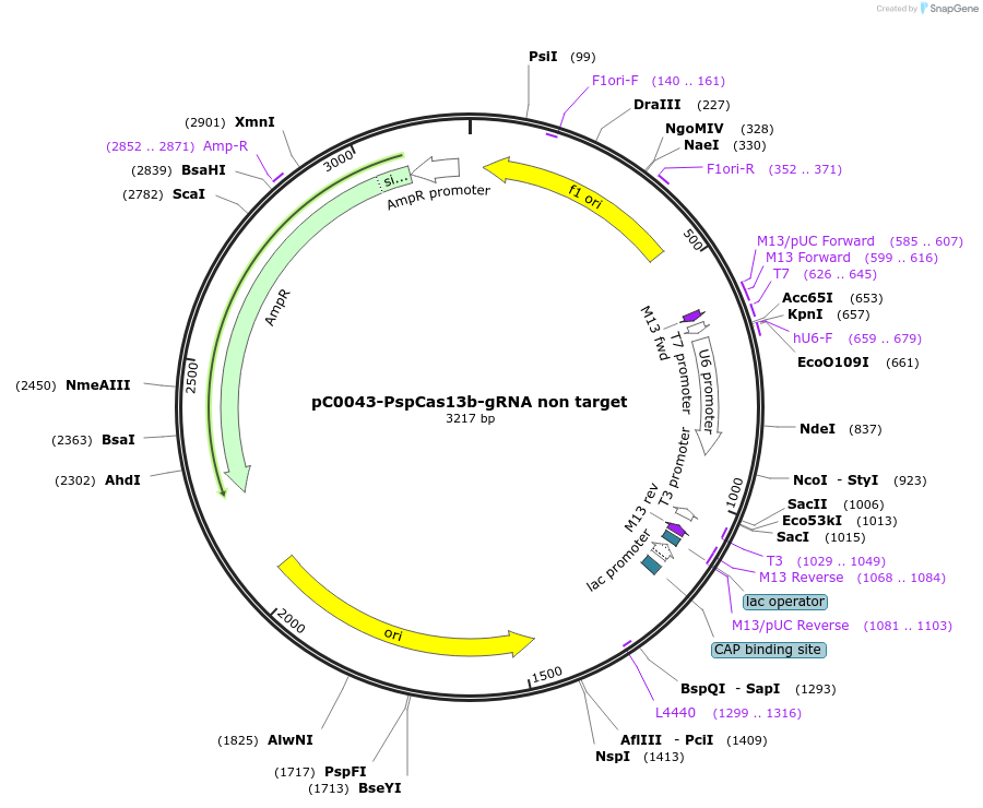 223698-plasmid-map-sequence-id-442769