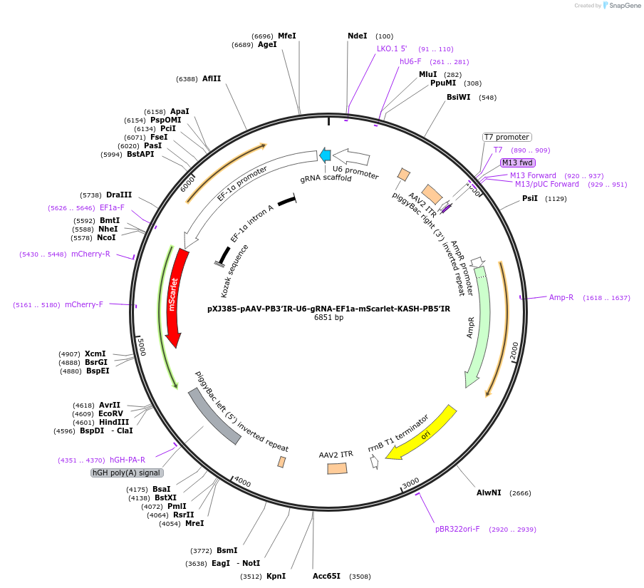 224435-plasmid-map-sequence-id-442771