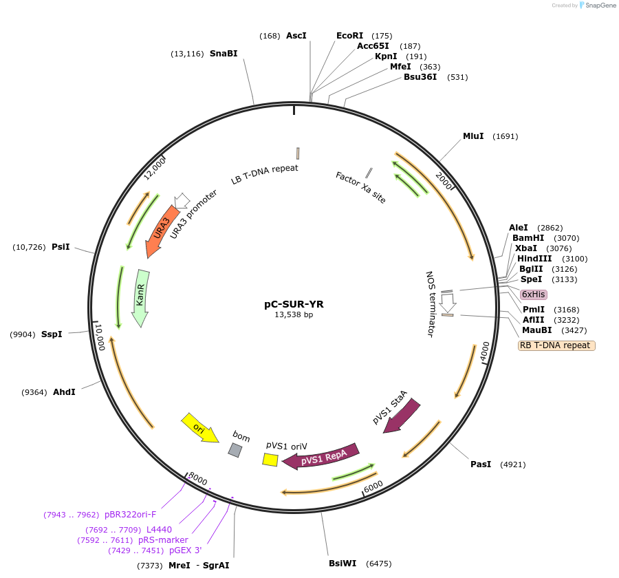 61768-plasmid-map-sequence-id-442790