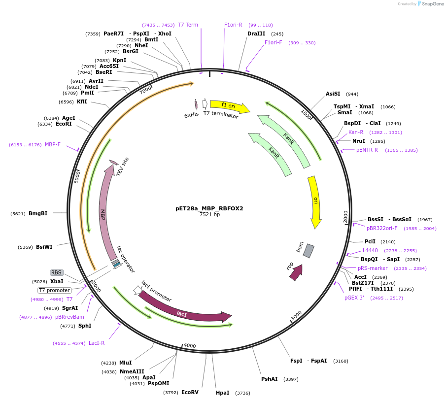 224292-plasmid-map-sequence-id-442791
