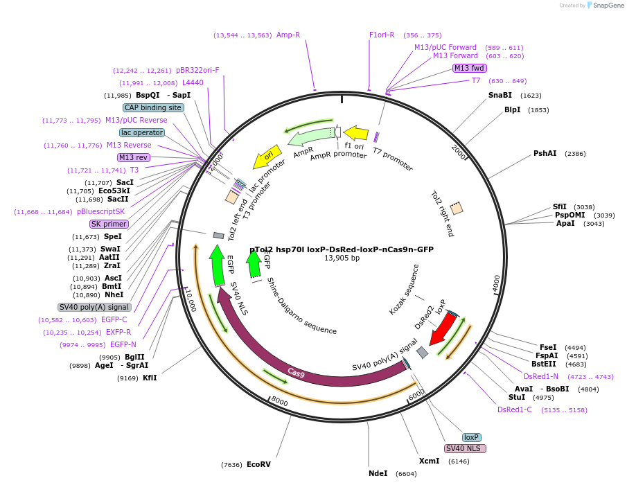 158962-plasmid-map-sequence-id-442802