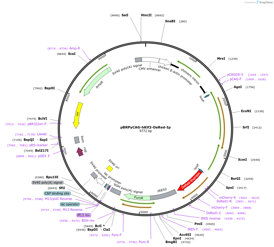 26277-plasmid-map-sequence-id-442803