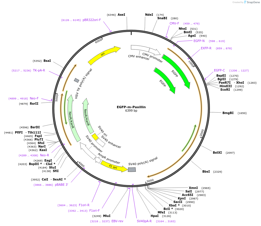 80023-plasmid-map-sequence-id-442804
